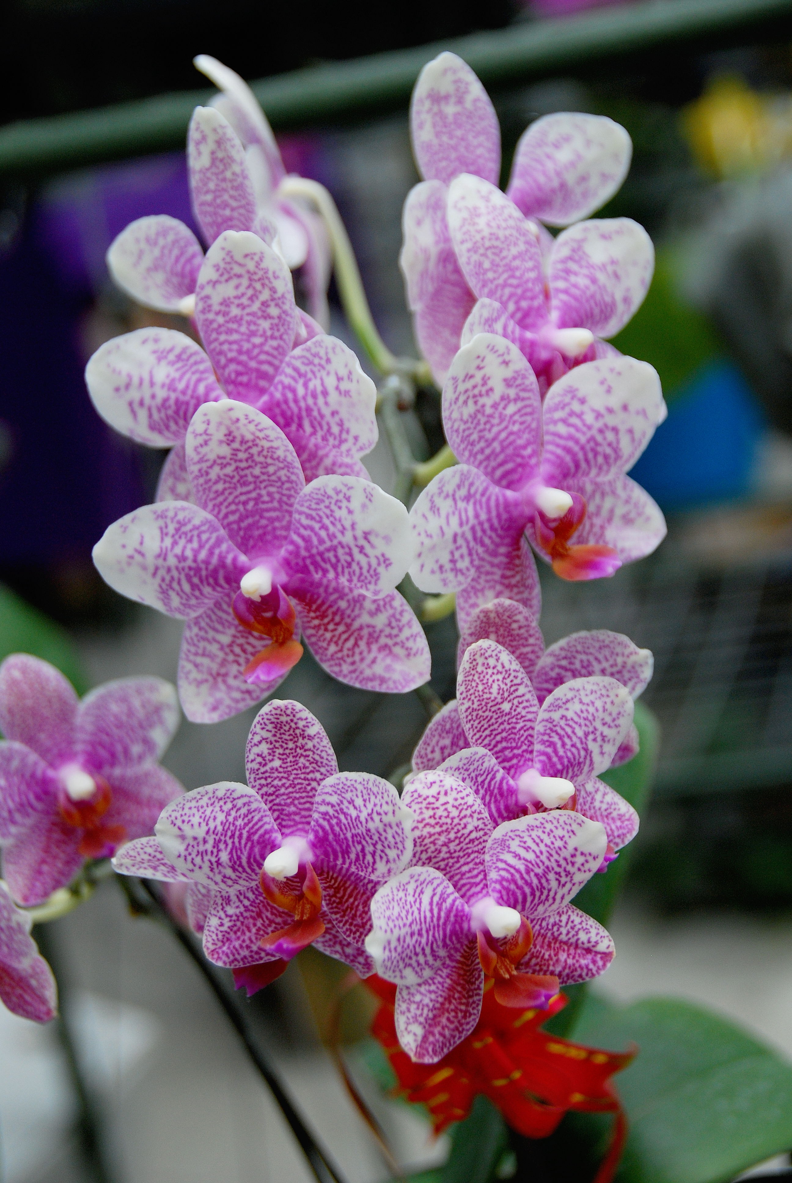 Orchid Plants